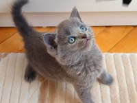 Gri Lilac Erkek Ve Dişi Yavru Kediler