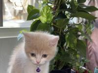 2.5 Aylık Yavru Anne Scottish Baba British