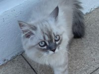 4 Aylık Kedimi Sahiplendireceğim