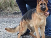 Alman Çoban Köpeği Yavruları