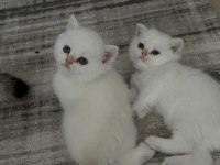 British shorthair golden point dişi & erkek yavrular