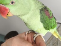 Alexander Papağanımız Coco