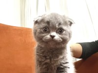 Ayı Surat Top Kafa Bebek Kediler