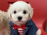 Hipoalerjenik Tüy Dökmeyen Maltesemiz