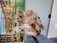 0 Numara Maltipoo Yavrularımız