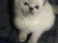 Safkan british shorthair yavrularım yeni yuva arıyor