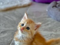 Wcf Şecereli Şampiyon Soylu Sağlık Garantili Maine Coon