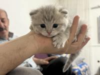 20 Günlük Kedilerimiz Anne Scottish Baba British