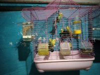 Her tür muhabbet kuşu vardır