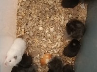 Sevimli Suriye Hamster Yavrular