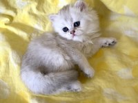 Orjinal Longhair Silver Point Ns 1133 British Longhair