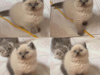 British shorthair ırk garantili yavrular