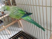 Yüksek Mutasyon Monk Papağanı