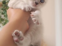 Scottish fold blue point