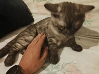 Evimde İki Tane Kedim Var Kediler Anlaşamadığından Dolayı Sahiplendirmek İstiyorum