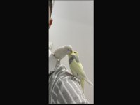 Muhabbet Kuşu Çift