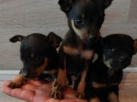 Oyuncak Pinscher Köpeği Yavrularımız
