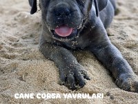 Üst düzey cane corso yavrularımız