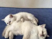British Shorthair Pamuklarımız Yeni Yuvalarını Arıyor