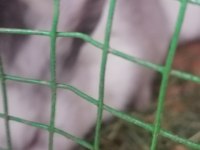 Hollanda Cüce Tavşanı