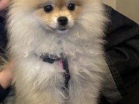 İş Değişikliği Sebebiyle Acil İlgi Manyağı Pomeranian