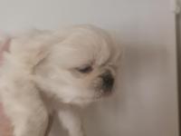 Pekinez Bebek Köpeğimiz