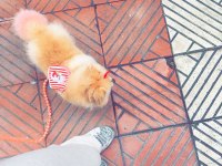 1,5 Yaşında Dişi Pomeranian