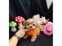 Küçük Boy Minik Maltipoo Bebekler
