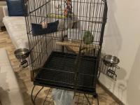 Bir Yaşında Dişi Evcil Alexander (İskender Papağanı)