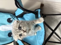 2 Aylık Kırık Kulak Dişi Scottish Fold