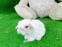 Hollanda Teddy Lop Tavşan Yavrularımız İçin Ulaşın