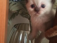 British Shorthair Yavru Kediler