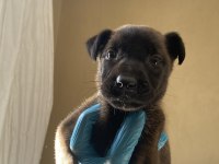 A kalite belçika kurdu yavrularım