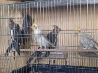 Üreticiden eğitime açık sultan papağanı yavrular