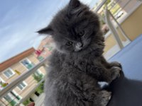 British Longhair Dişi