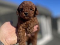Red Brown Toy Poodle Yavruları