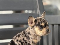 Egzotik French Bulldog Yavruları