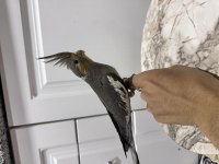 Sahiplendirilecek Sultan Papağanı (₺)