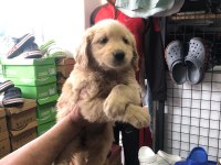 Golden Retriever Güzellikler