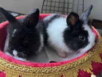 Hollanda Cüce, Yerli Ve Lop Tavşanlar