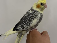 Sultan Papağan Yavrusu Sahiplendirilecek