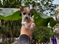 Chihuahua Elma Kafa Teacup Yavrumuz Sağlık Ve Irk Garantilidir