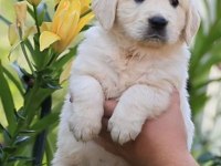 Sevimli Golden Retriever Yavru Köpeklerimiz