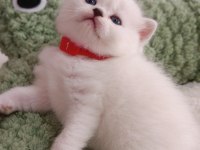 Ayı Surat British Dişi