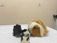 3 haftalık dişi ginepig