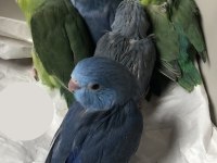 Elle beslemeye uygun forpus yavrular