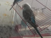 Yetişkin 3 aylık yavru muhabbet kuşlarım