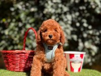 Safkan Toy Poodle Yavrular İçin Ulaşın