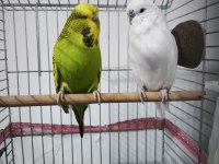 Hazır takım jumbo muhabbet kuşu