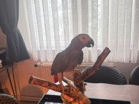 2 Yaşında Jako Erkek Kuşumuz